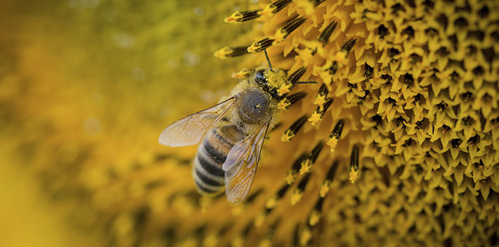 Abeille et pollen