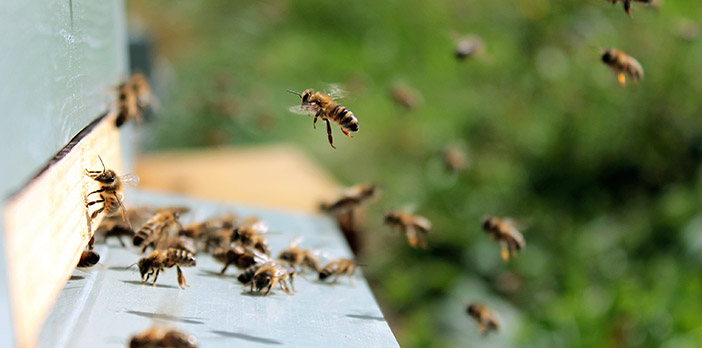 Les abeilles des ruches Ma Ruche Bio