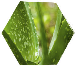 Aloe vera