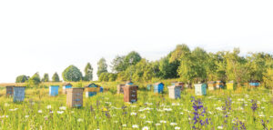 Le bien-être par les abeilles et les plantes